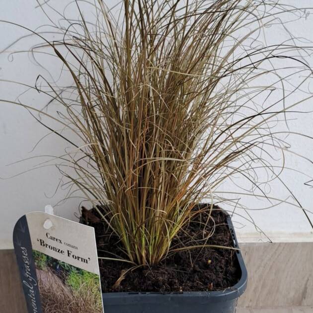 Ostoros sás - Carex flagellifera 'Bronze Form'