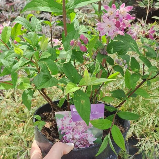 Hibrid gyöngyvirágcserje - Deutzia x hybrida 'Strawberry Fields'