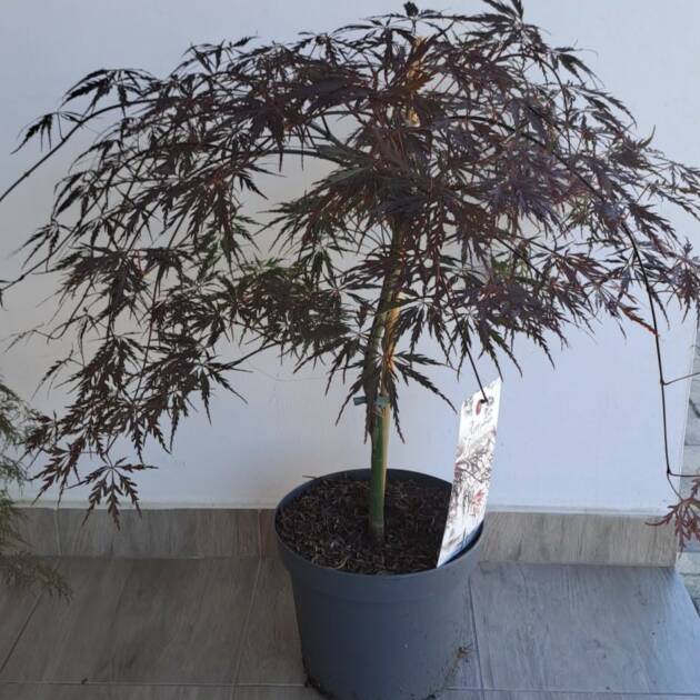 Acer palmatum 'Firecracker'