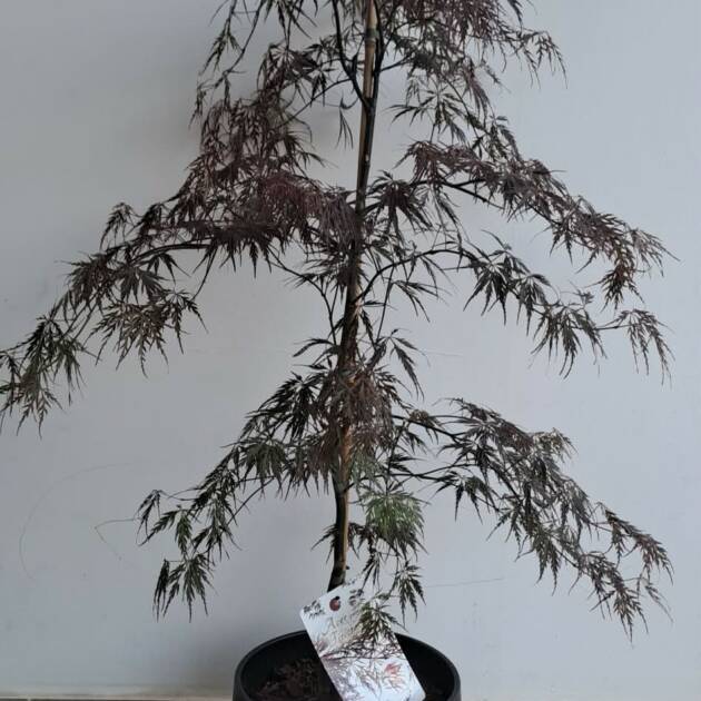 Acer palmatum 'Firecracker'