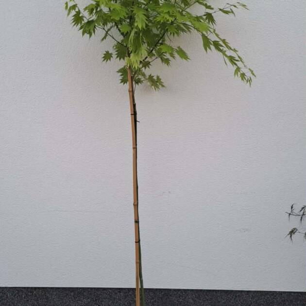 Acer shirasawanum 'Jordan' (törzses)