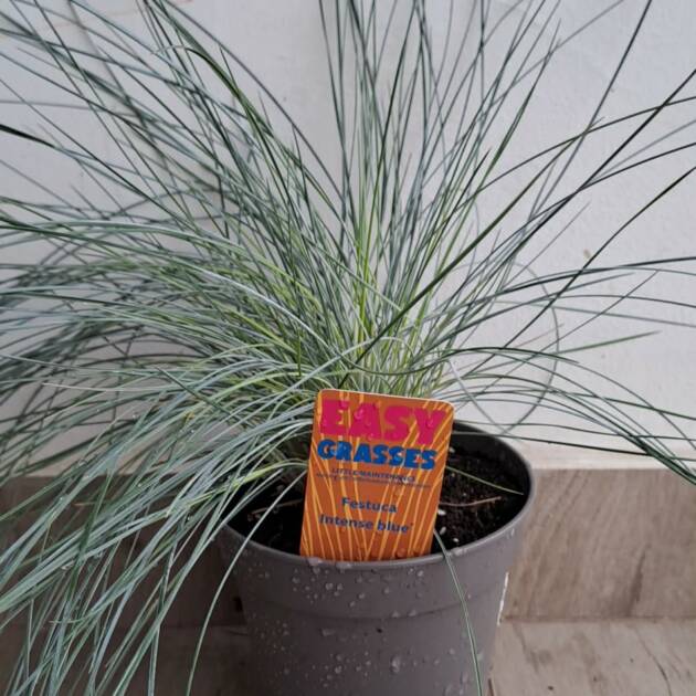 Kék csenkesz - Festuca glauca 'Intense Blue'