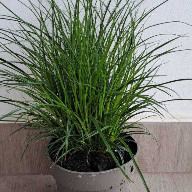 Sás - Carex brunnea
