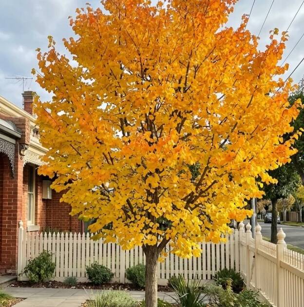 Kislevelű kacsurafa - Cercidiphyllum japonicum