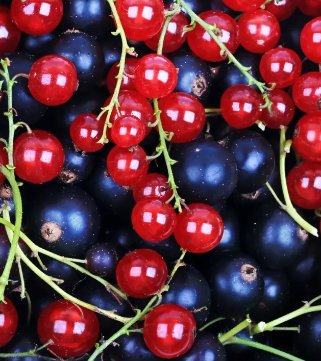 Ribizli - Ribes rubrum