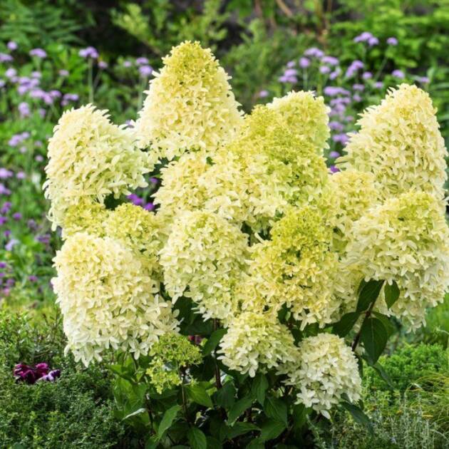Bugás hortenzia - Hydrangea paniculata - ‘Skyfall’