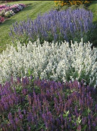 Ligeti zsálya - Salvia nemorosa