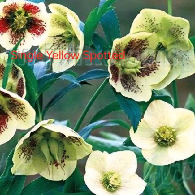 Hunyor – Helleborus 'Single Yellow Spotted'