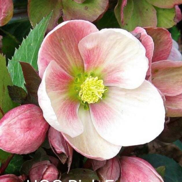 Hunyor - Helleborus HGC 'Pink Frost'