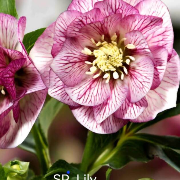 Hunyor – Helleborus HGC Spring Promise 'Lily'