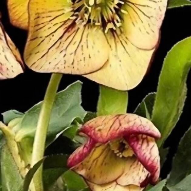 Hunyor – Helleborus HGC Spring Promise 'Anja Oudolf’