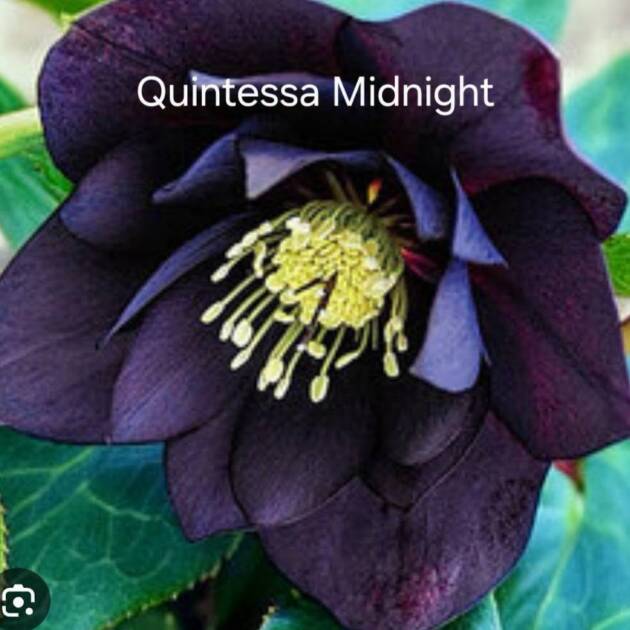 Hunyor – Helleborus Quintessa ‘Midnight’