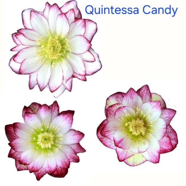 Hunyor – Helleborus Quintessa ‘Candy’