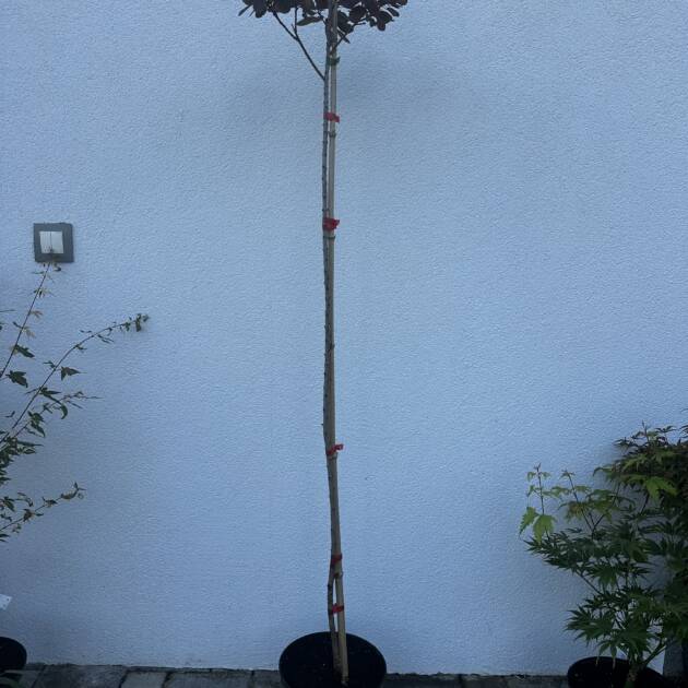 Vörös cserszömörce – Cotinus coggygria ‘Royal Purple’ (Törzses)
