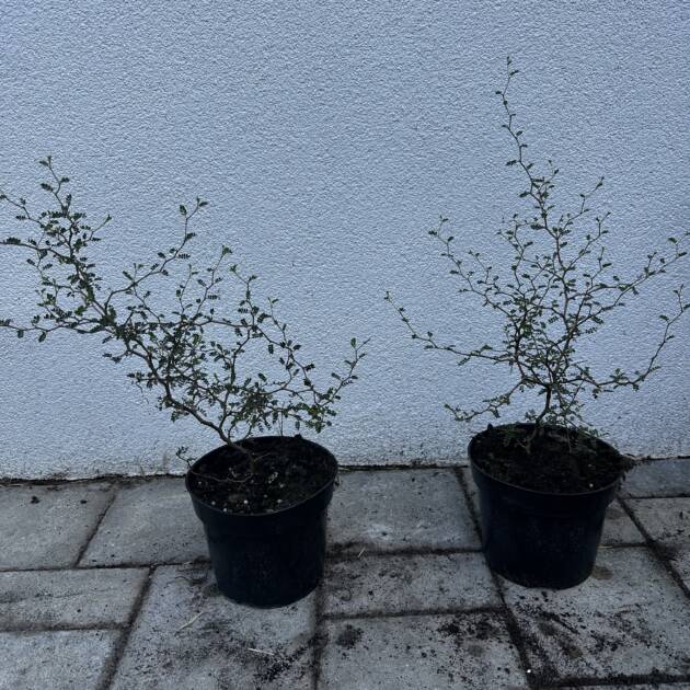 Törpe akác - Sophora prostrata 'Little Baby'