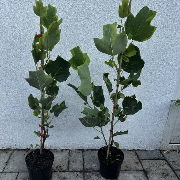 Sárga tarka levelű tulipánfa - Liriodendron tulipifera ‘Aureomarginatum’