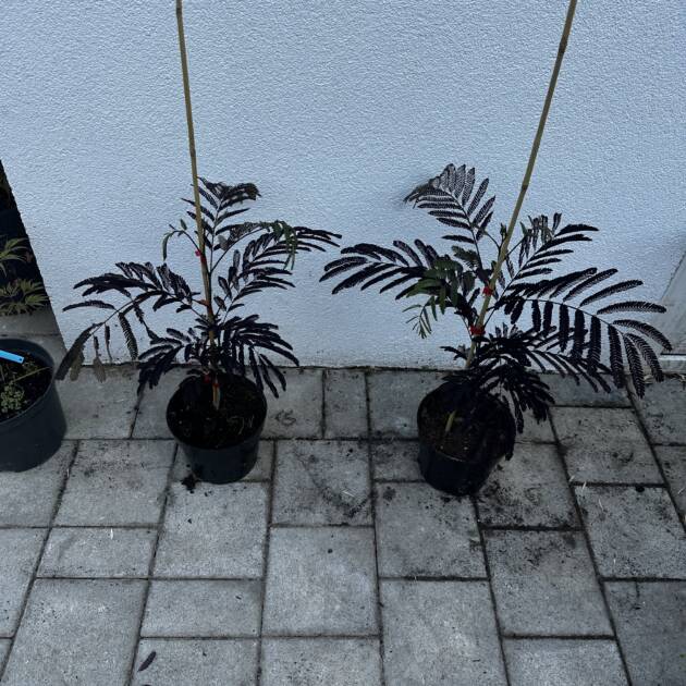 Bordó levelű selyemakác – Albizia julibrissin ‘Summer Chocolate’