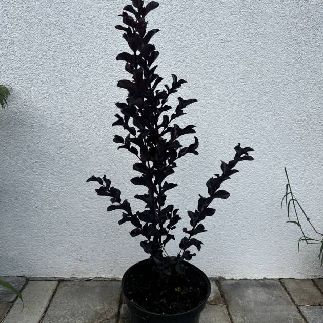 Bordó levelű Kínai selyemmírtusz - Lagerstroemia indica Black Diamond 'Blush'
