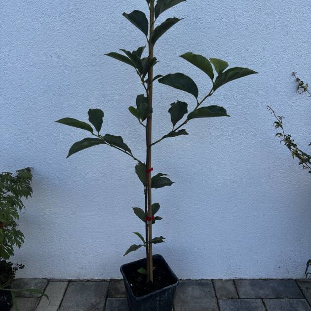 Fehér virágú lilomfa - Magnolia 'Alba superba'