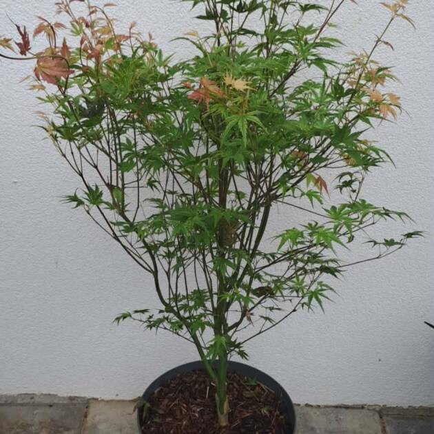 Acer palmatum 'Hino tori nishiki'