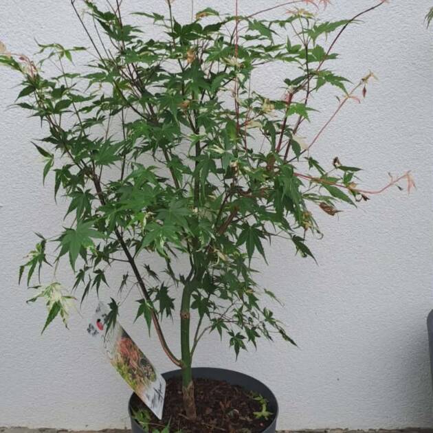 Acer palmatum ‘Oridono Nishiki’