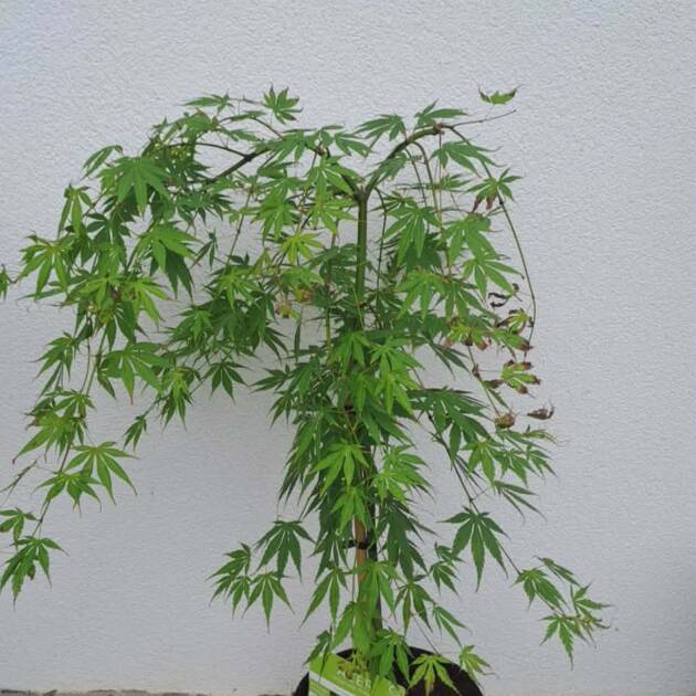 Acer palmatum 'Cascade Emerald' (törzses)