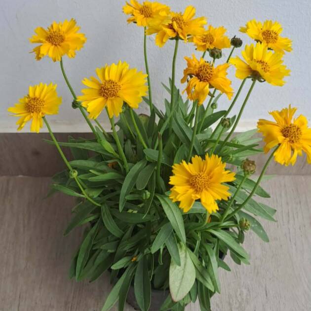 Nagyfészkű menyecskeszem - Coreopsis grandiflora 'Presto'