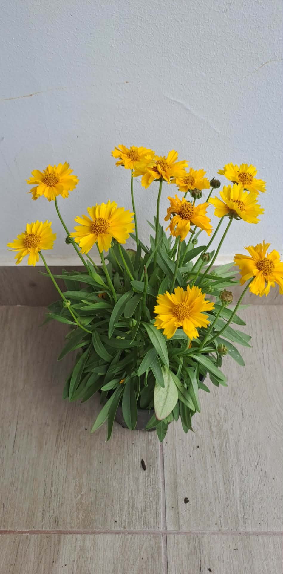 Nagyfészkű menyecskeszem - Coreopsis grandiflora 'Presto'