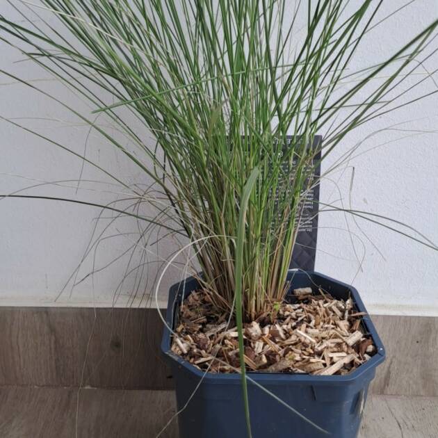 Vattacukorfű - Muhlenbergia capillaris