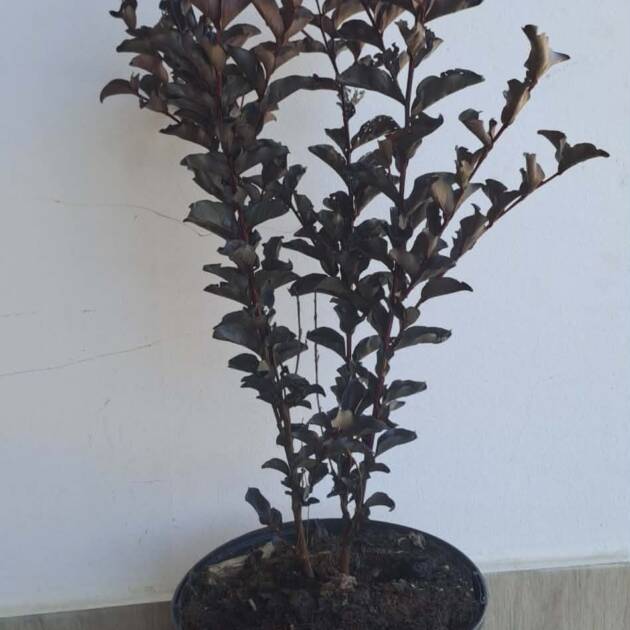 Bordó levelű Kínai selyemmírtusz - Lagerstroemia indica Black Diamond 'Crimson Red'