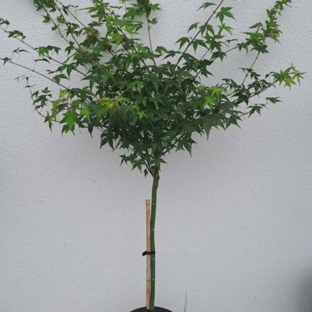 Acer palmatum ‘Little Princess’ (törzses)