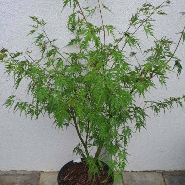 Acer palmatum ‘Seiryu’