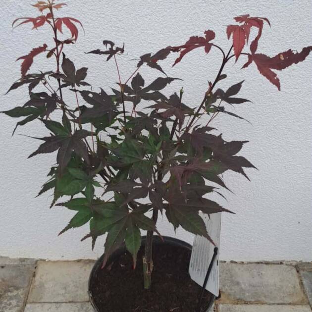 Acer palmatum ‘Okagami’
