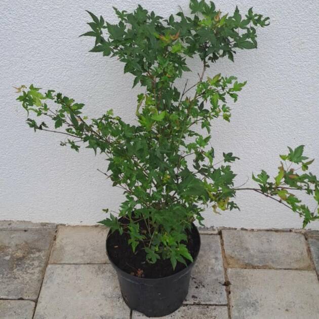Acer palmatum 'Little Princess'