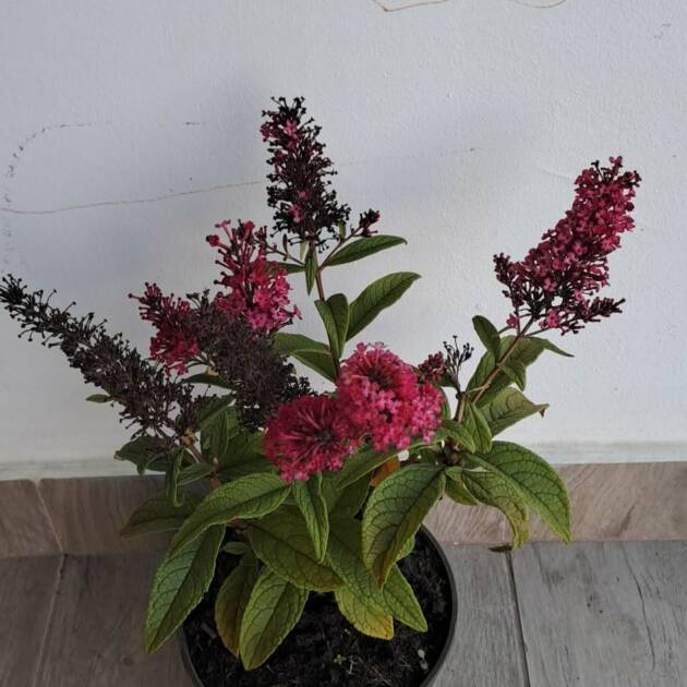 Törpe nyári orgona - Buddleja davidii ‘Butterfly Candy Little Ruby’