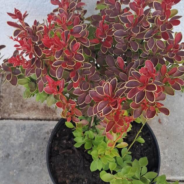 Piros levelű, sárga szélű törpe japán borbolya - Berberis thunbergii 'Admiration'