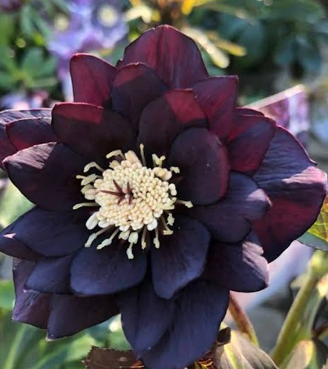 Hunyor – Helleborus Quintessa ‘Black’