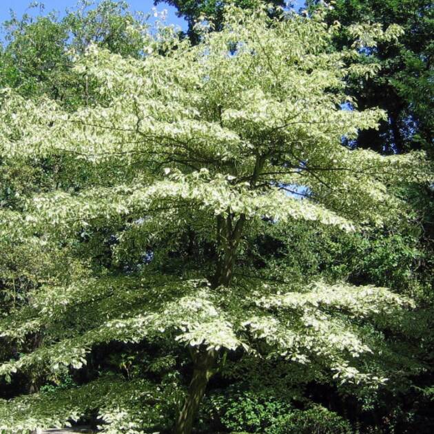 Emeletes som - Cornus controversa 'Variegata'