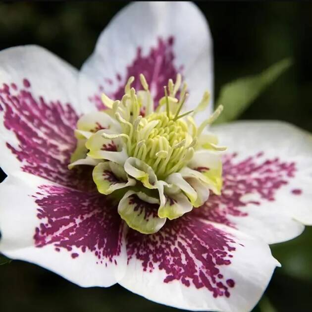 Hunyor – Helleborus Quintessa ‘Fire’