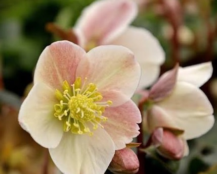 Hunyor – Helleborus HGC ‘Cinnamon Snow’