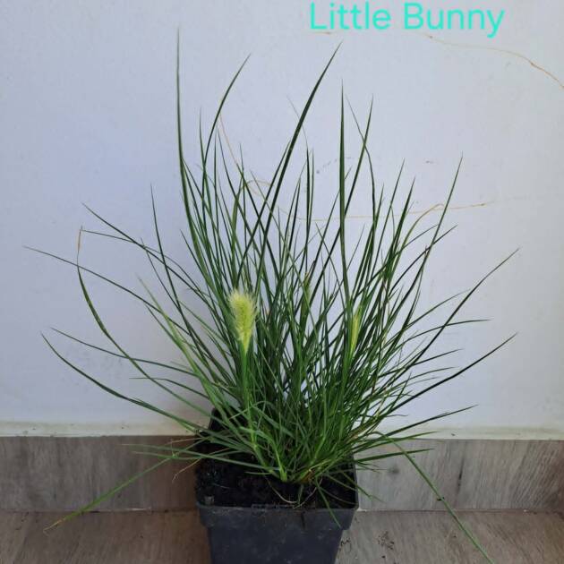 Törpe Tollborzfű - Pennisetum alopecuroides 'Little Bunny'