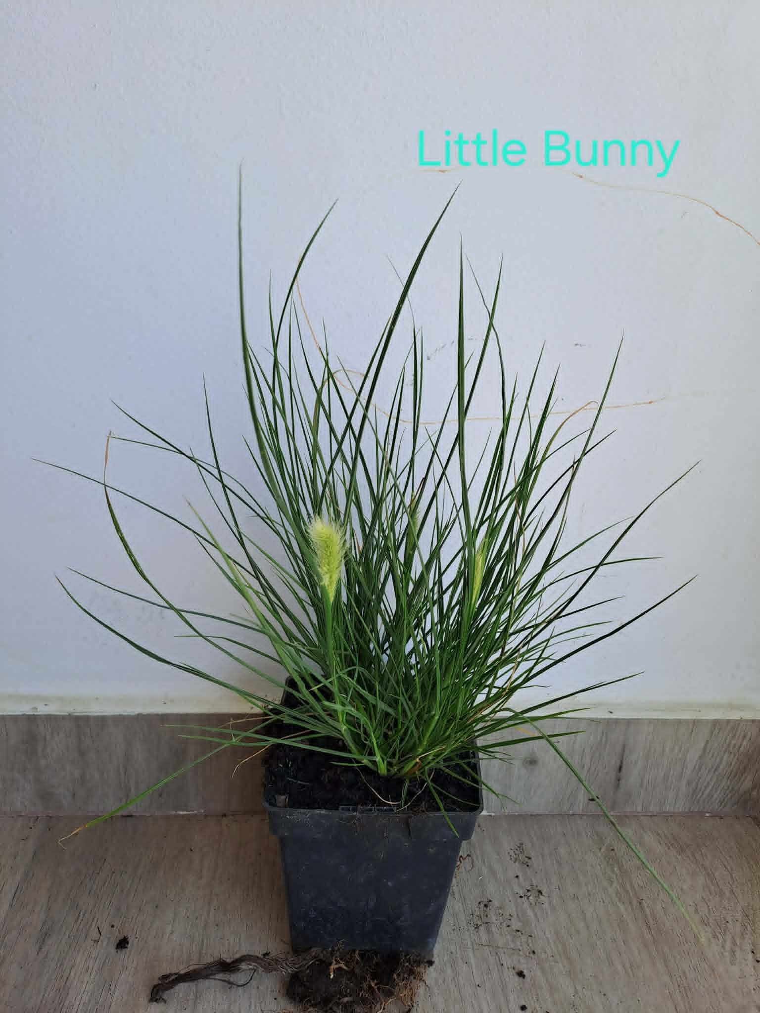 Törpe Tollborzfű - Pennisetum alopecuroides 'Little Bunny'