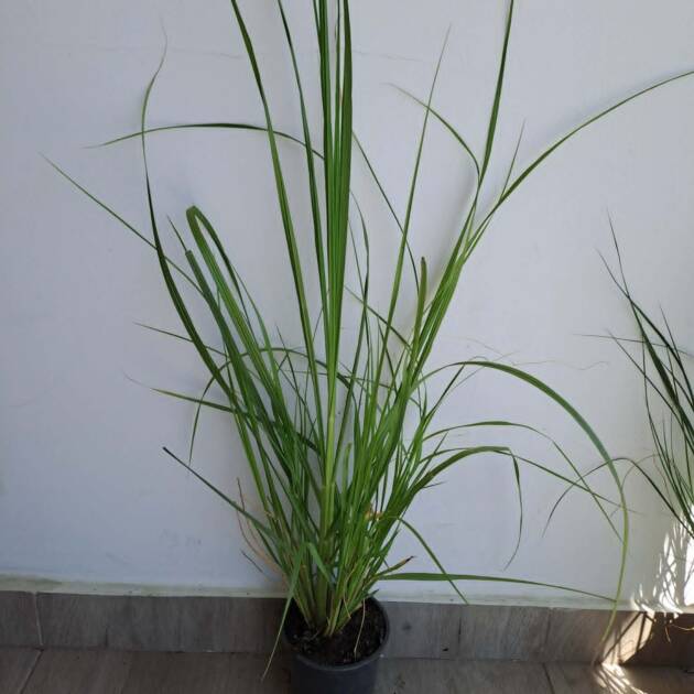 Fekete bugás Tollborzfű – Pennisetum alopecuroides 'Black Beauty'