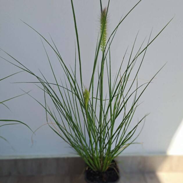 Fehér bugás Tollborzfű – Pennisetum alopecuroides 'Hameln'