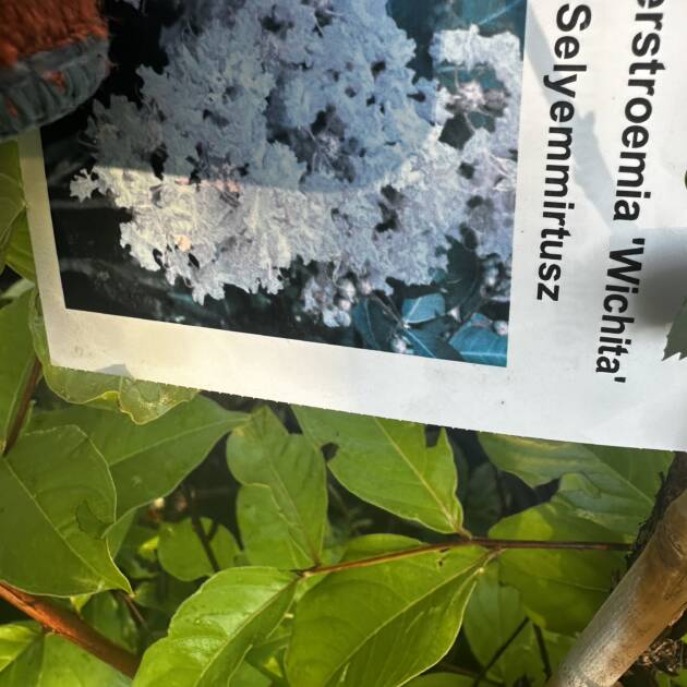 Kínai selyemmirtusz - Lagerstroemia indica 'Wichita'