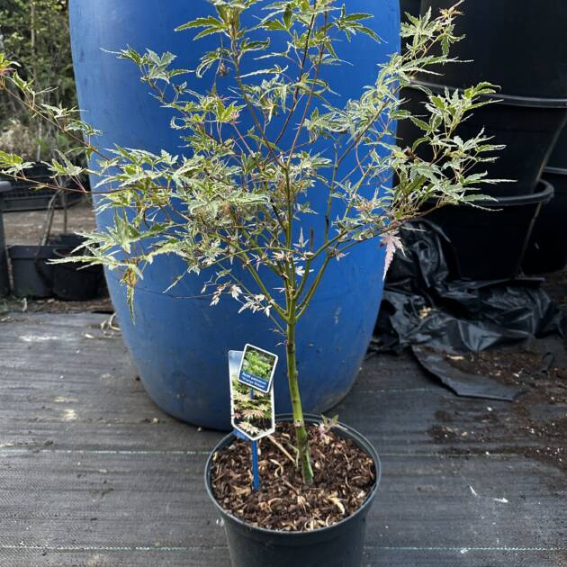 Acer palmatum 'Iyoshi'