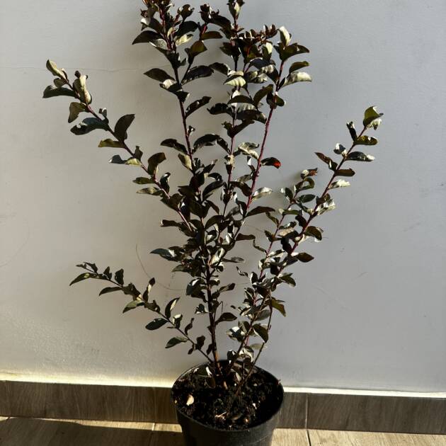 Bordó levelű Kínai selyemmírtusz – Lagerstroemia indica Black Diamond 'Mystic Magenta'