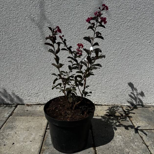 Kínai selyemmirtusz – Lagerstroemia indica ‘Red Imperator’