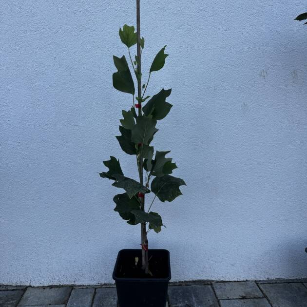 Oszlopos tulipánfa - Liriodendron tulipifera 'Fastigiata'