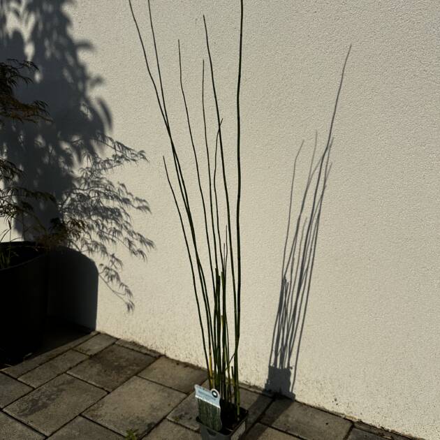 Japán zsurló - Equisetum japonicum